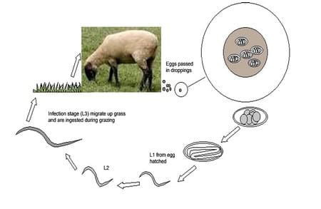 condiciones para el desarrollo de enfermedades en ovinos