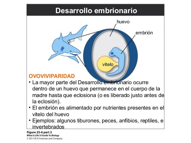 desarrollo embrionario en invertebrados pdf