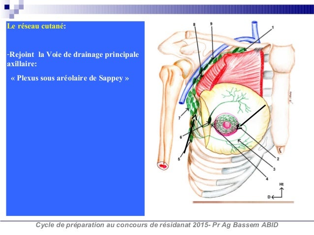 anatomie generale de la glande mammaire pdf