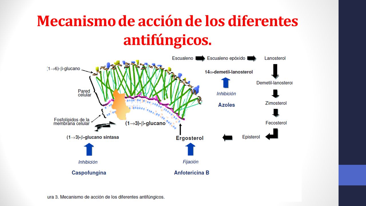 antimicoticos mecanismo de accion pdf
