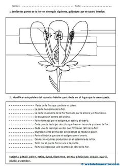 como enseñar botanica en preescolar pdf