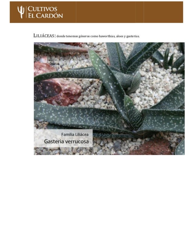 cultivo de cactus y suculentas pdf