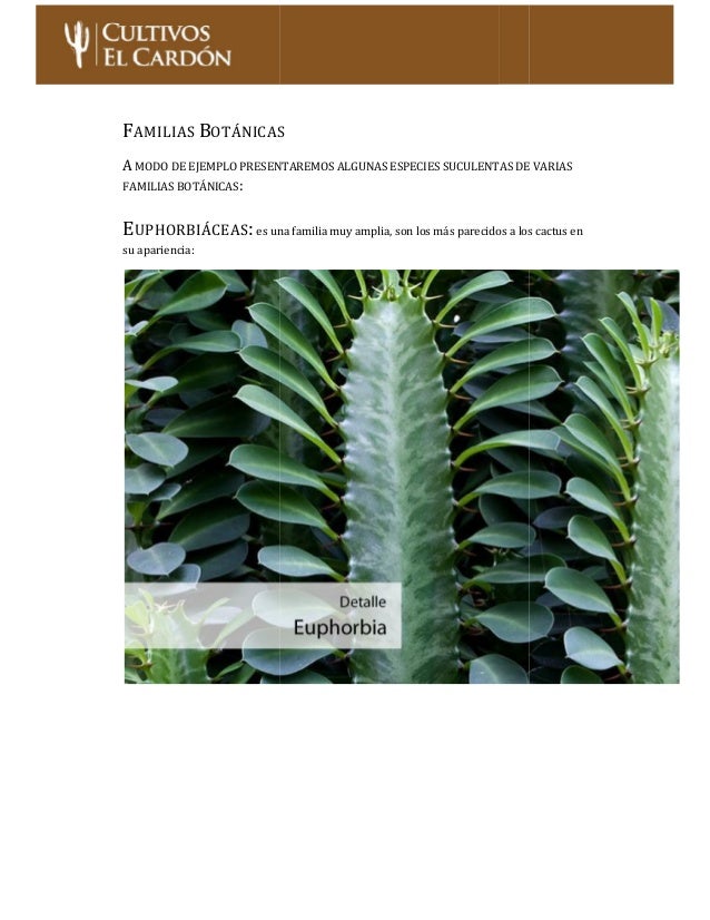 cultivo de cactus y suculentas pdf