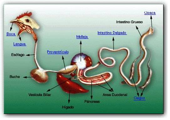 anatomia y fisiologia del sistema digestivo del cerdo pdf