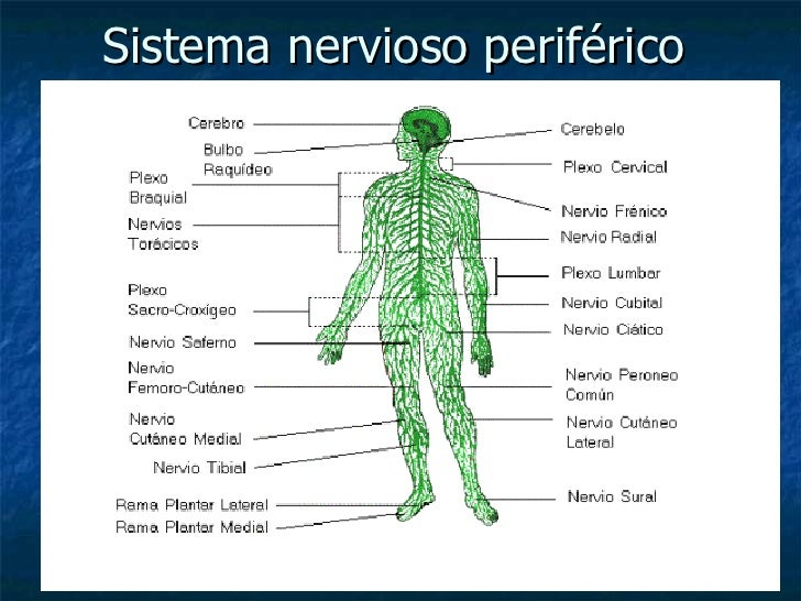 anatomia del sistema nervioso pdf